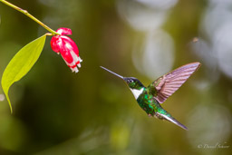 Inca à collier
- Collared Inca