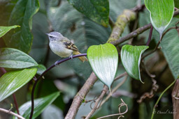 Tyranneau à queue blanche
- White-tailed Tyrannulet