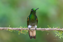 Colibri flavescent
- Buff-tailed Coronet