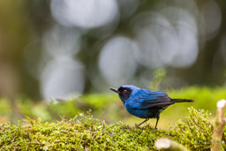 Percefleur masqué
- Masked Flowerpiercer