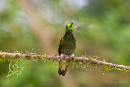 Colibri flavescent
- Buff-tailed Coronet