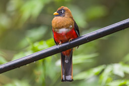 Trogon masqué
- Masked Trogon ♀