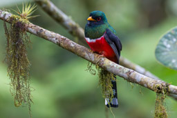 Trogon masqué
- Masked Trogon