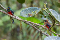 Trogon masqué
- Masked Trogon