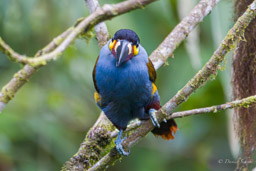 Toucan montagnard
- Plate-billed Mountain Toucan