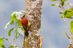Pic de Rivoli
- Crimson-mantled Woodpecker