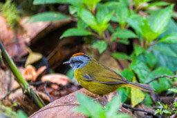 Paruline à diadème
- Russet-crowned Warbler