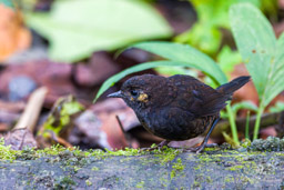 Mérulaxe de Spillmann
- Spillmann's Tapaculo