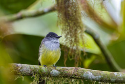 Tyran givré
- Pale-edged Flycatcher
