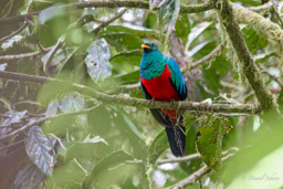 Quetzal doré
- Golden-headed Quetzal ♂