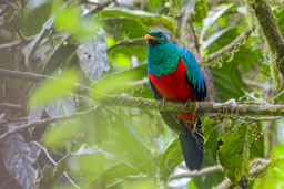 Quetzal doré
- Golden-headed Quetzal ♂
