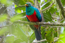 Quetzal doré
- Golden-headed Quetzal ♂