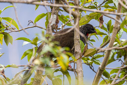 Pénélope des Andes
- Andean Guan