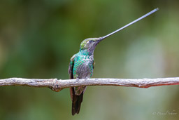 Colibri porte-épée
- Sword-billed Hummingbird