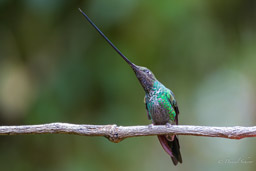 Colibri porte-épée
- Sword-billed Hummingbird