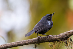 Percefleur de Lafresnaye
- Glossy Flowerpiercer