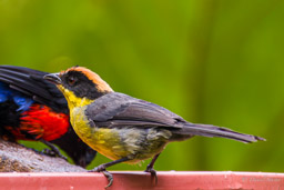 Tohi à miroir
- Yellow-breasted Brushfinch