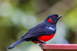Tangara à ventre rouge
- Scarlet-bellied Mountain Tanager