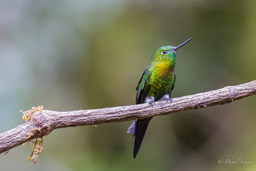 Érione à poitrine d'or
- Golden-breasted Puffleg