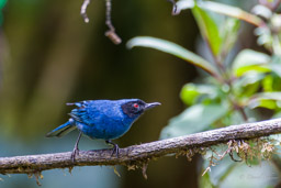 Percefleur masqué
- Masked Flowerpiercer