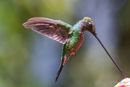 Colibri porte-épée
- Sword-billed Hummingbird