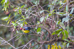 Tangara montagnard
- Hooded Mountain Tanager