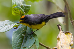 Paruline à lunettes
- Spectacled Whitestart
