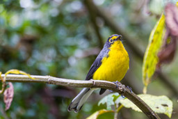 Paruline à lunettes
- Spectacled Whitestart