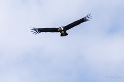 Condor des Andes
- Andean Condor