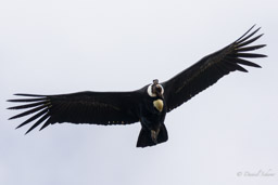 Condor des Andes
- Andean Condor
