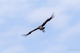 Condor des Andes
- Andean Condor juvénile