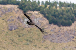 Condor des Andes
- Andean Condor juvénile