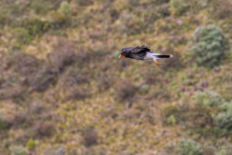 Caracara caronculé
- Carunculated Caracara