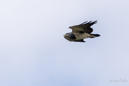 Buse aguia
- Black-chested Buzzard-Eagle