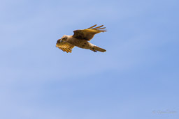 Caracara caronculé juvénile
- Carunculated Caracara