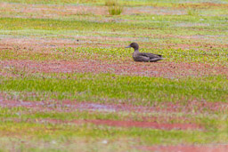 Sarcelle des Andes
- Andean Teal