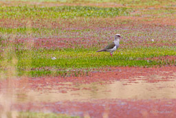 Vanneau des Andes
- Andean Lapwing