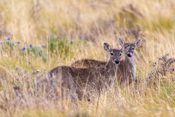 Cerf du Paramo