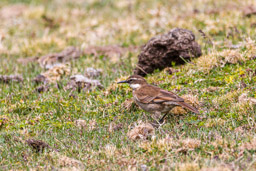 Cinclode du paramo
- Stout-billed Cinclodes