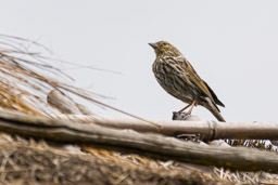 Haplospize gris-de-plomb
- Plumbeous Sierra Finch ♀