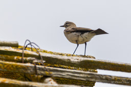 Dormilon à grands sourcils
- Paramo Ground Tyrant