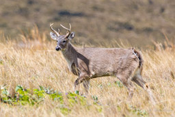 Cerf du Paramo