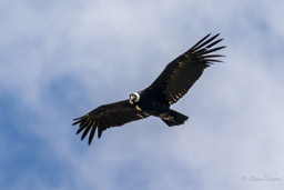 Condor des Andes
- Andean Condor