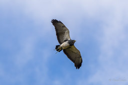 Buse aguia
- Black-chested Buzzard-Eagle