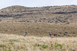 cerfs du Paramo