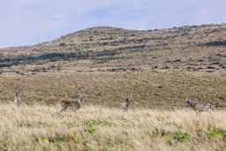 Cerf du Paramo