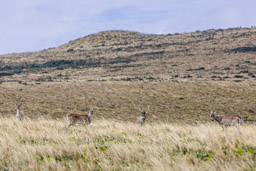cerfs du Paramo