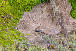 Colombe à ailes noires
- Black-winged Ground Dove