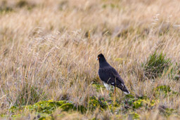 Caracara caronculé
- Carunculated Caracara