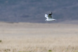 Mouette des Andes
- Andean Gull